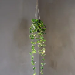 LAOS Konstväxt 60cm Grön